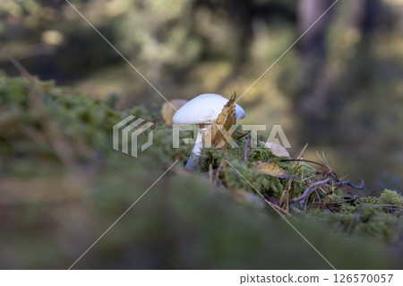 a very dangerous poisonous mushroom is the pale toadstool in the forest, a dangerous white mushroom a very dangerous poisonous mushroom is the pale toadstool in the forest, a dangerous white mushroom 126570057