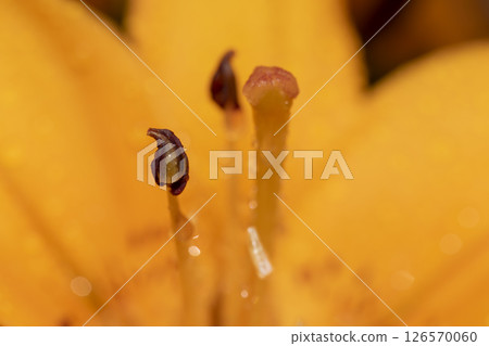 lily flowers covered with water droplets in spring, wet lily in sunny weather during flowering 126570060