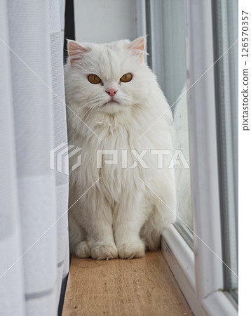 Elegant white persian cat perching gracefully near window curtain, gazing outside with serene expression Elegant white persian cat perching gracefully near window curtain, gazing outside with serene expression 126570357