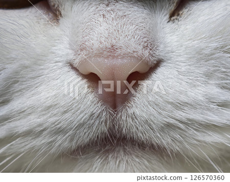 Extreme closeup of a white cat nose revealing fine textures and soft pink pigmentation 126570360
