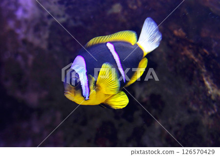 Clark anemonefish 126570429