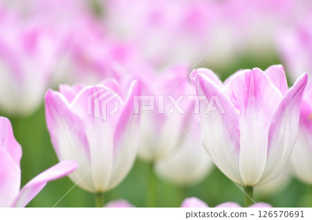 Tulip Festival Tulip Festival 126570691