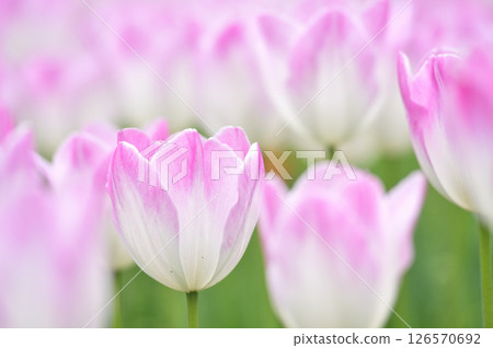 Tulip Festival 126570692