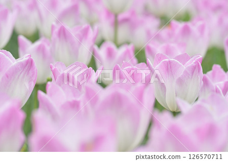 鬱金香節 126570711