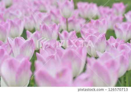 鬱金香節 126570713