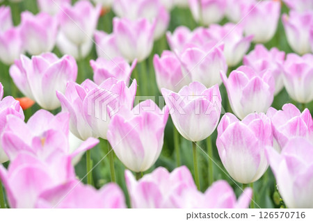 Tulip Festival Tulip Festival 126570716