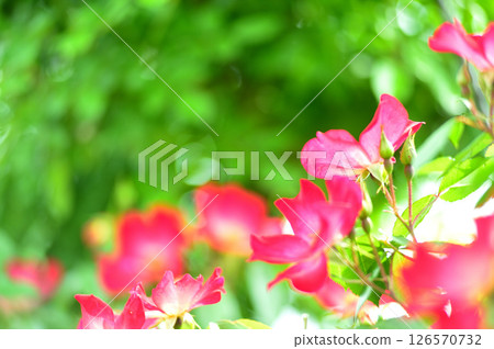 鬱金香節 126570732