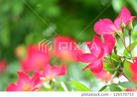 鬱金香節 126570733