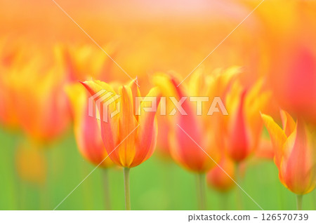Tulip Festival Tulip Festival 126570739