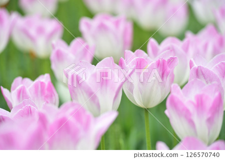 Tulip Festival 126570740