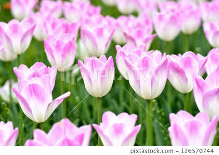 鬱金香節 126570744