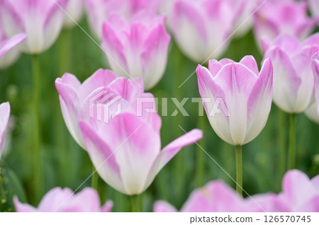 Tulip Festival Tulip Festival 126570745