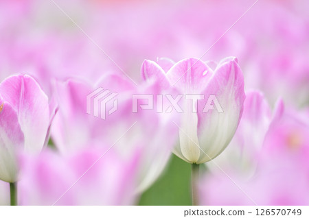 Tulip Festival Tulip Festival 126570749
