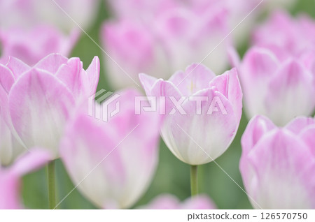Tulip Festival 126570750