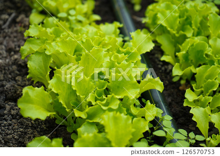 Small sprouts lettuce sprout in the ground. Green lettuce seedling. food and vegetable background. 126570753