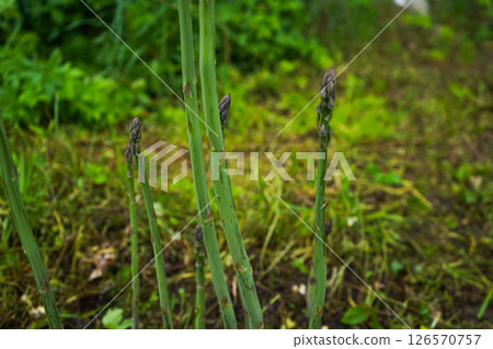Asparagus plant growing in soil, young asparagus plant sprouting in organic garden Asparagus plant growing in soil, young asparagus plant sprouting in organic garden 126570757