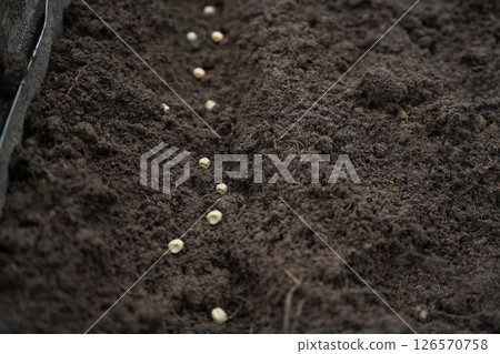 Yellow peas planting with selective focus Yellow peas planting with selective focus 126570758