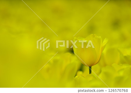 Tulip field Tulip field 126570768