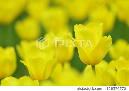 Tulip field 126570770