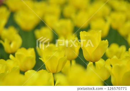 Tulip field 126570771