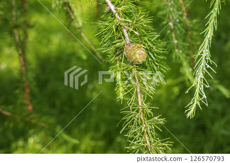 Small brown cones of Larch tree close up 126570793