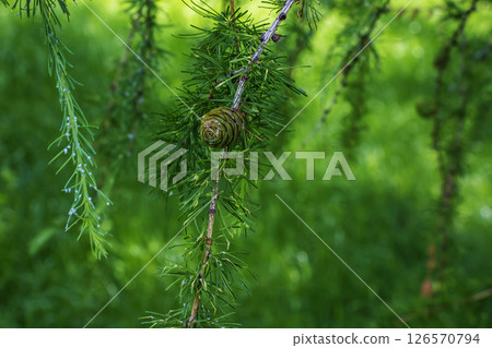 Small brown cone of Larch tree close up 126570794