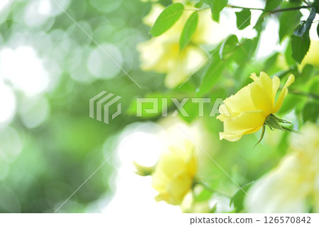 我在附近看到的黃玫瑰 126570842