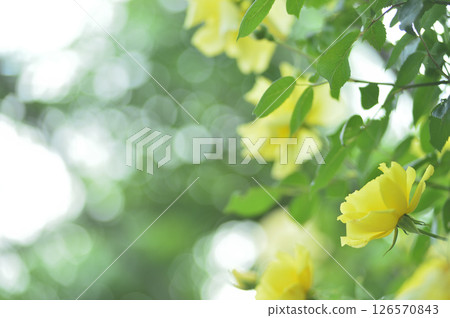 我在附近看到的黃玫瑰 我在附近看到的黃玫瑰 126570843