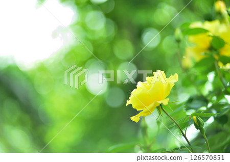 Yellow roses I saw in my neighborhood 126570851