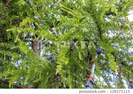 Pruning branches on an old tall European larch tree with high pruning shears. Pruning branches on an old tall European larch tree with high pruning shears. 126571115