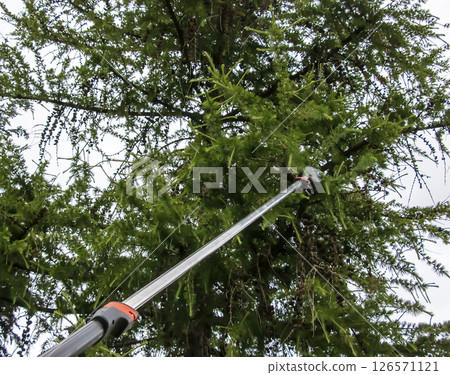 Spring work. Gardener trimming branches. Close-up of pruning branches on old tall European larch with high pruning shears. Spring work. Gardener trimming branches. Close-up of pruning branches on old tall European larch with high pruning shears. 126571121