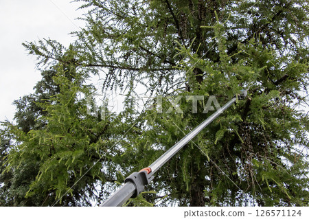 Spring work. Pruning branches on an old tall European larch tree with high pruning shears. 126571124