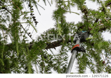 Gardener trims branches. Rejuvenation of old tall European larch by pruning branches with high pruning shears. 126571126