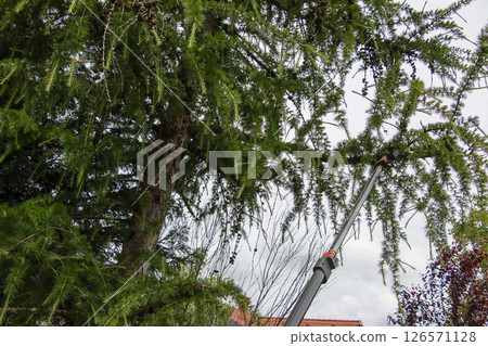Spring work. Rejuvenation of old tall European larch by pruning branches with high pruning shears. Spring work. Rejuvenation of old tall European larch by pruning branches with high pruning shears. 126571128