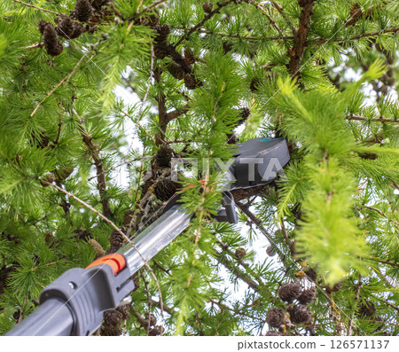 Close-up of pruning branches on an old tall European larch tree with high pruning shears. 126571137