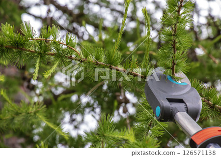 Close-up of pruning branches on old tall European larch tree with high pruning shears. Close-up of pruning branches on old tall European larch tree with high pruning shears. 126571138
