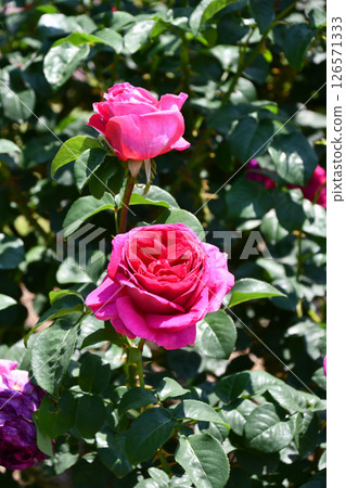 玫瑰花“奧賽羅” 玫瑰花“奧賽羅” 126571333