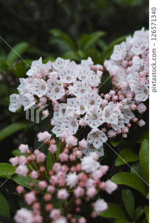 Karmia Karmia 126571340