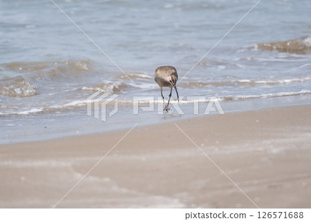 A Whimbrel searching for food on the shoreline A Whimbrel searching for food on the shoreline 126571688