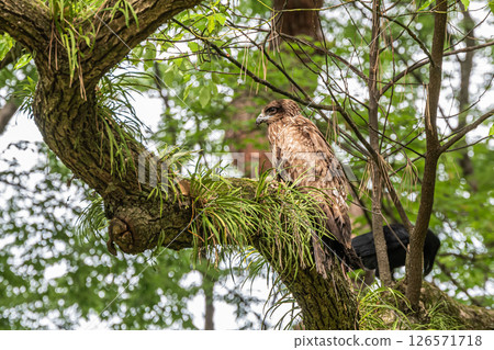 京都御所森林裡的黑鳶 126571718