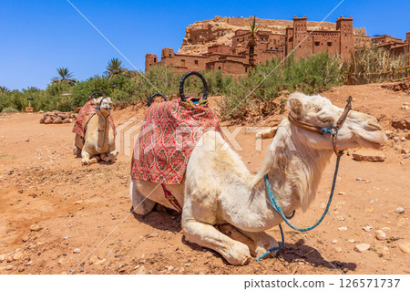 Camels caravan sleeping at the ancient Ait Benhaddou ksar morrocan village walls and castle kasbah , Ouarzazate province, Morocco Camels caravan sleeping at the ancient Ait Benhaddou ksar morrocan village walls and castle kasbah , Ouarzazate province, Morocco 126571737
