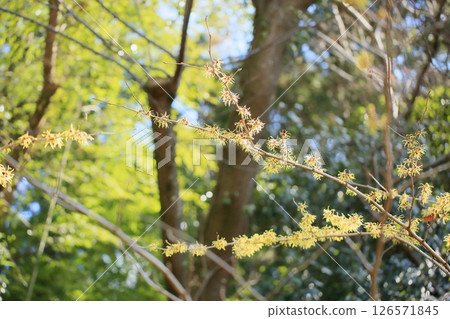 金縷梅花 金縷梅花 126571845