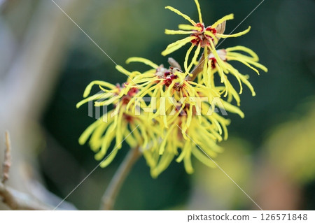 Witch hazel flower 126571848
