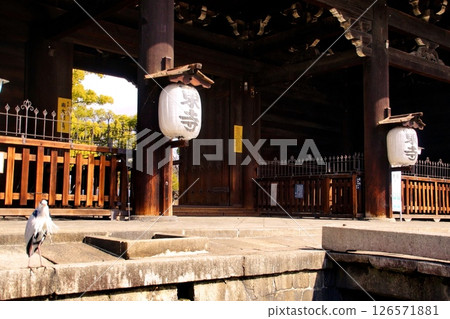 京都府東寺/南大門（重要文化財產）京都市南區九條町 2022 年 2 月 126571881