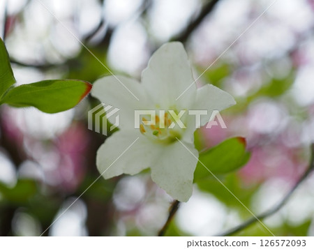 光芒籠罩的白色杜鵑花（20250514075601） 126572093