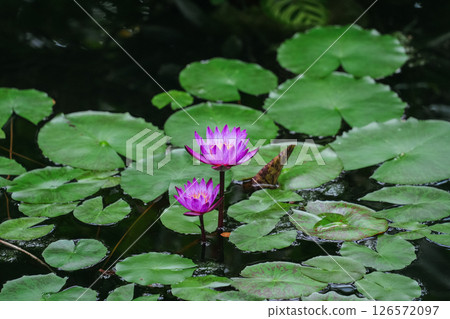 水錶面上的荷花反射 水錶面上的荷花反射 126572097