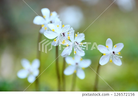 Cute Baika Coplin flower Cute Baika Coplin flower 126572156