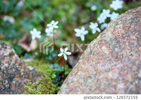 Cute Baika Coplin flower 126572158