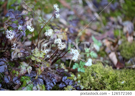 超級小花黃連花 超級小花黃連花 126572160