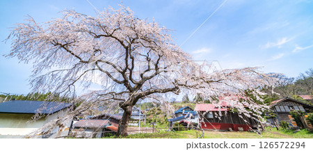 青森縣五戶町八里澤的春天天空與垂枝櫻花 126572294
